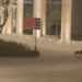 PERSIGUEN PECARÍES A JOVEN CON SU PERRO EN PARQUE LINEAL DE GUADALUPE 7 PERSIGUEN PECARÍES A JOVEN CON SU PERRO EN PARQUE LINEAL DE GUADALUPE