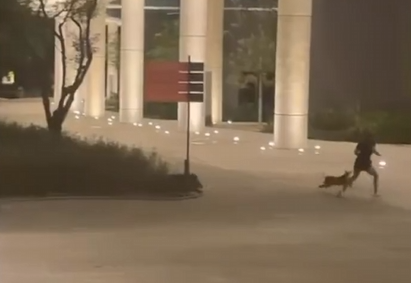 PERSIGUEN PECARÍES A JOVEN CON SU PERRO EN PARQUE LINEAL DE GUADALUPE 1 PERSIGUEN PECARÍES A JOVEN CON SU PERRO EN PARQUE LINEAL DE GUADALUPE