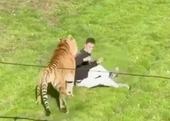 ENTRA A RECINTO DE TIGRE EN ZOOLÓGICO Y MUERE TRAS SER ATACADO