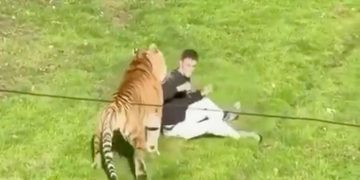 ENTRA A RECINTO DE TIGRE EN ZOOLÓGICO Y MUERE TRAS SER ATACADO 2 ENTRA A RECINTO DE TIGRE EN ZOOLÓGICO Y MUERE TRAS SER ATACADO