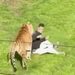 ENTRA A RECINTO DE TIGRE EN ZOOLÓGICO Y MUERE TRAS SER ATACADO 7 ENTRA A RECINTO DE TIGRE EN ZOOLÓGICO Y MUERE TRAS SER ATACADO