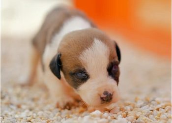 BUSCAN HOGAR PARA PERRITOS RECIÉN NACIDOS EN SALINAS VICTORIA; LANZA GOBIERNO DE RAÚL CANTÚ CAMPAÑA DE ADOPCIÓN RESPONSABLE 1 BUSCAN HOGAR PARA PERRITOS RECIÉN NACIDOS EN SALINAS VICTORIA; LANZA GOBIERNO DE RAÚL CANTÚ CAMPAÑA DE ADOPCIÓN RESPONSABLE