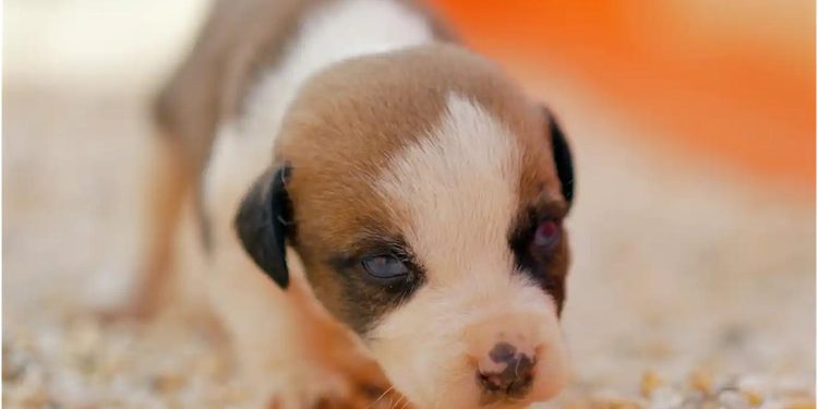 BUSCAN HOGAR PARA PERRITOS RECIÉN NACIDOS EN SALINAS VICTORIA; LANZA GOBIERNO DE RAÚL CANTÚ CAMPAÑA DE ADOPCIÓN RESPONSABLE 1 BUSCAN HOGAR PARA PERRITOS RECIÉN NACIDOS EN SALINAS VICTORIA; LANZA GOBIERNO DE RAÚL CANTÚ CAMPAÑA DE ADOPCIÓN RESPONSABLE