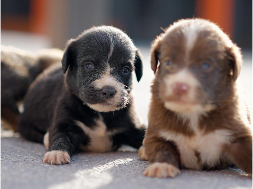 BUSCAN HOGAR PARA PERRITOS RECIÉN NACIDOS EN SALINAS VICTORIA; LANZA GOBIERNO DE RAÚL CANTÚ CAMPAÑA DE ADOPCIÓN RESPONSABLE 5 IMAGE 2026 10 14 172910 1
