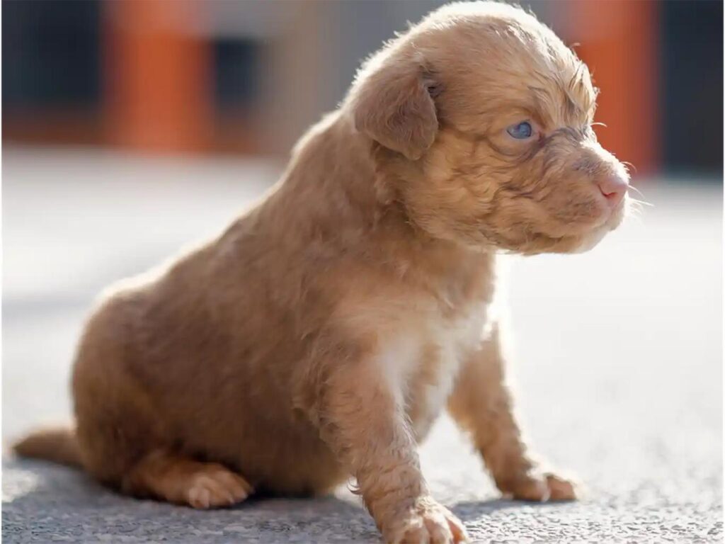 BUSCAN HOGAR PARA PERRITOS RECIÉN NACIDOS EN SALINAS VICTORIA; LANZA GOBIERNO DE RAÚL CANTÚ CAMPAÑA DE ADOPCIÓN RESPONSABLE 4 IMAGE 2026 10 14 172912