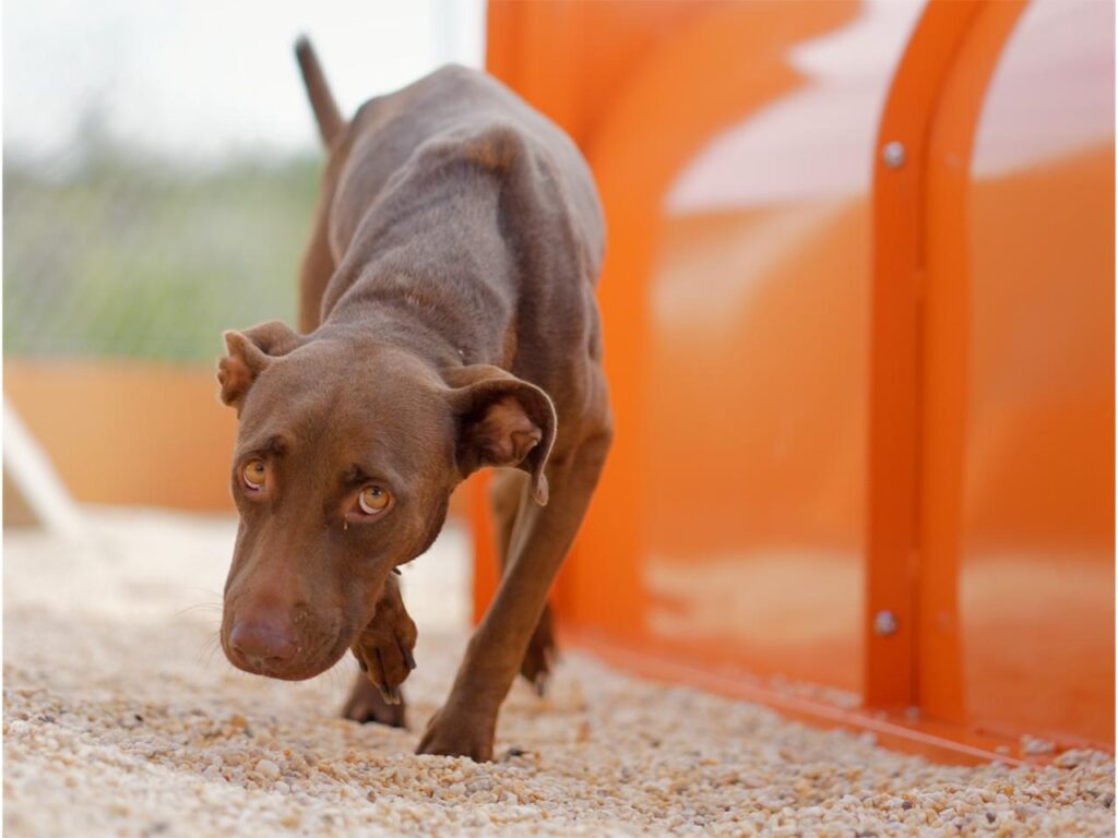 BUSCAN HOGAR PARA PERRITOS RECIÉN NACIDOS EN SALINAS VICTORIA; LANZA GOBIERNO DE RAÚL CANTÚ CAMPAÑA DE ADOPCIÓN RESPONSABLE 2 Buscan Hogar Para Perritos Recién Nacidos En Salinas Victoria