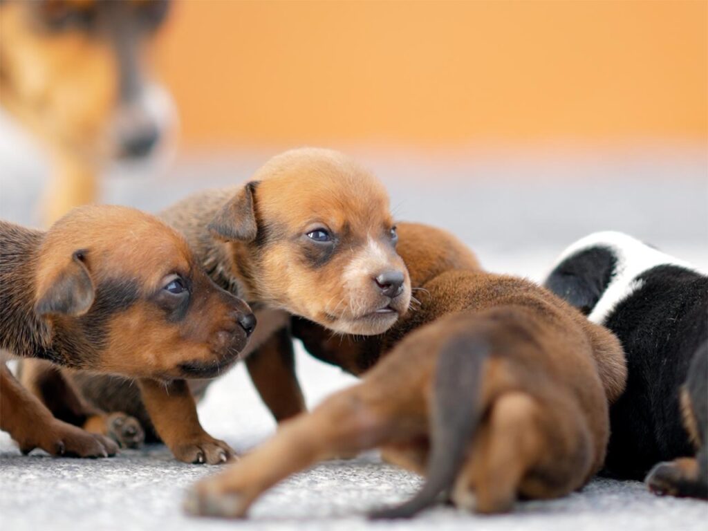 BUSCAN HOGAR PARA PERRITOS RECIÉN NACIDOS EN SALINAS VICTORIA; LANZA GOBIERNO DE RAÚL CANTÚ CAMPAÑA DE ADOPCIÓN RESPONSABLE 3 IMAGE 2026 10 14 172919