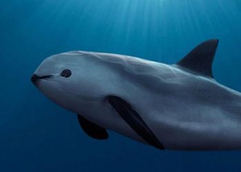 REDUCCIÓN DRASTICA DEL 86% EN LA ZONA DE PROTECCIÓN DE LA VAQUITA MARINA EN EL ALTO GOLFO DE CALIFORNIA 1 REDUCCIÓN DRASTICA DEL 86% EN LA ZONA DE PROTECCIÓN DE LA VAQUITA MARINA EN EL ALTO GOLFO DE CALIFORNIA