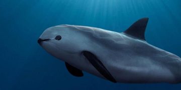 REDUCCIÓN DRASTICA DEL 86% EN LA ZONA DE PROTECCIÓN DE LA VAQUITA MARINA EN EL ALTO GOLFO DE CALIFORNIA 3 REDUCCIÓN DRASTICA DEL 86% EN LA ZONA DE PROTECCIÓN DE LA VAQUITA MARINA EN EL ALTO GOLFO DE CALIFORNIA