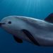 REDUCCIÓN DRASTICA DEL 86% EN LA ZONA DE PROTECCIÓN DE LA VAQUITA MARINA EN EL ALTO GOLFO DE CALIFORNIA 7 REDUCCIÓN DRASTICA DEL 86% EN LA ZONA DE PROTECCIÓN DE LA VAQUITA MARINA EN EL ALTO GOLFO DE CALIFORNIA