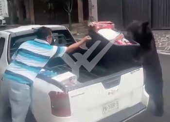 ‘ROBA’ OSO PEDIDO A DOMICILIO; DEJA SIN DESPENSA A REPARTIDOR EN SAN PEDRO