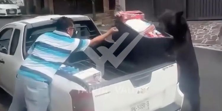 ‘ROBA’ OSO PEDIDO A DOMICILIO; DEJA SIN DESPENSA A REPARTIDOR EN SAN PEDRO