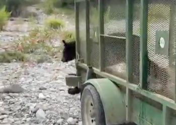 LIBERA PVSNL A OSO 148; EJEMPLAR SE RECUPERA DE ENFERMEDAD POR COMER BASURA EN SAN JERÓNIMO 6 LIBERA PVSNL A OSO 148; EJEMPLAR SE RECUPERA DE ENFERMEDAD POR COMER BASURA EN SAN JERÓNIMO