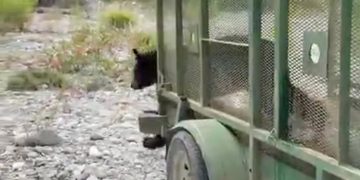 LIBERA PVSNL A OSO 148; EJEMPLAR SE RECUPERA DE ENFERMEDAD POR COMER BASURA EN SAN JERÓNIMO 2 LIBERA PVSNL A OSO 148; EJEMPLAR SE RECUPERA DE ENFERMEDAD POR COMER BASURA EN SAN JERÓNIMO
