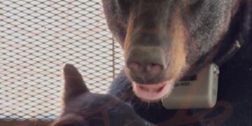 NUEVO LEÓN APUESTA POR LA CIENCIA PARA PROTEGER A OSOS Y ESPECIES EN PELIGRO; LIDERA PVSNL MONITOREO CIENTÍFICO 2 NUEVO LEÓN APUESTA POR LA CIENCIA PARA PROTEGER A OSOS Y ESPECIES EN PELIGRO; LIDERA PVSNL MONITOREO CIENTÍFICO