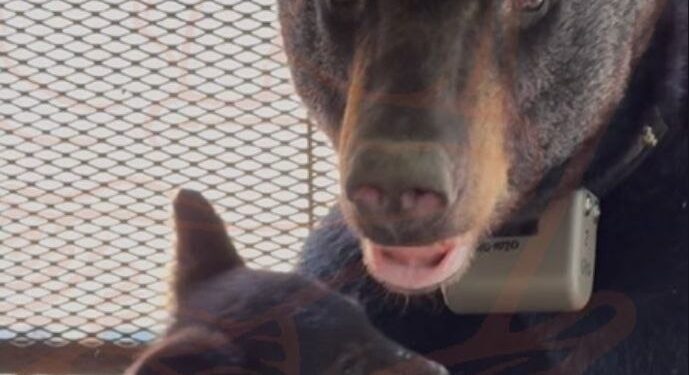 NUEVO LEÓN APUESTA POR LA CIENCIA PARA PROTEGER A OSOS Y ESPECIES EN PELIGRO; LIDERA PVSNL MONITOREO CIENTÍFICO 1 NUEVO LEÓN APUESTA POR LA CIENCIA PARA PROTEGER A OSOS Y ESPECIES EN PELIGRO; LIDERA PVSNL MONITOREO CIENTÍFICO