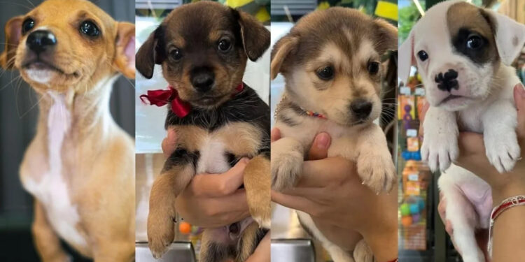 ¿BUSCAS UN NUEVO MEJOR AMIGO?; LANZA NUEVO LEÓN PORTAL PARA ADOPTAR PERRITOS Y GATITOS RESCATADOS 1 ¿BUSCAS UN NUEVO MEJOR AMIGO?; LANZA NUEVO LEÓN PORTAL PARA ADOPTAR PERRITOS Y GATITOS RESCATADOS