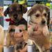 ¿BUSCAS UN NUEVO MEJOR AMIGO?; LANZA NUEVO LEÓN PORTAL PARA ADOPTAR PERRITOS Y GATITOS RESCATADOS 7 ¿BUSCAS UN NUEVO MEJOR AMIGO?; LANZA NUEVO LEÓN PORTAL PARA ADOPTAR PERRITOS Y GATITOS RESCATADOS